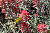 049 Big Bend Ranch State Park - Oct 24-27 2011 167