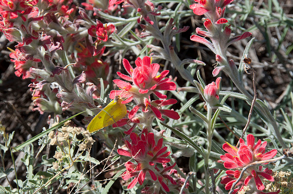 049 Big Bend Ranch State Park - Oct 24-27 2011 167