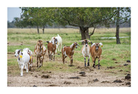 Katerra Bison Farm - Nov 16 2015 018