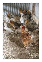 Katerra Bison Farm - Nov 16 2015 038
