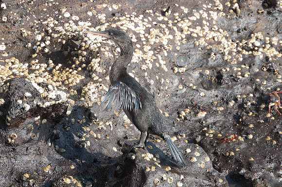 099 Galapagos - Isabella Island - Flightless Cormorant - Jan 18 2011 044
