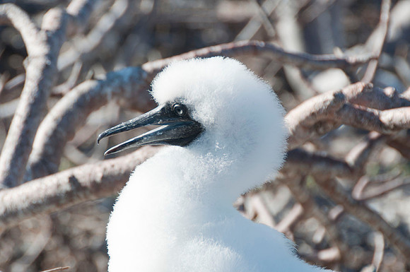 043 Galapagos - Genovese Island - Young Nasca Booby - Jan 17 2011 91