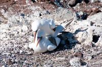 051 Galapagos - Genovese Island - Nasca Boobys Mating - Jan 17 2011 120