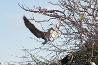 032 Galapagos - Genovese Island - Red-footed Booby - Jan 17 2011 43