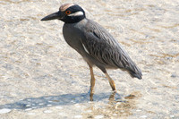 088 Galapagos - Genovese Island - Yellow-crowned Night Heron - Jan 17 2011 264