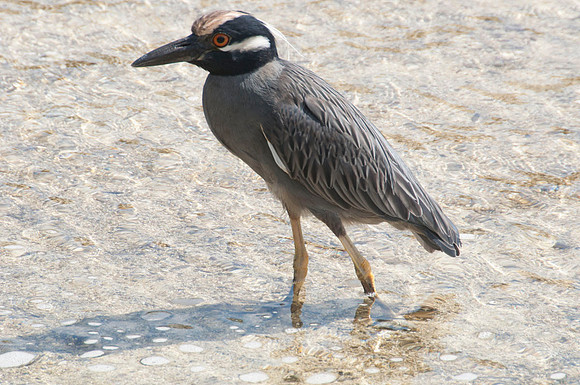 088 Galapagos - Genovese Island - Yellow-crowned Night Heron - Jan 17 2011 264
