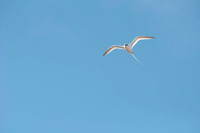 054 Galapagos - Genovese Island - Tropic Bird - Jan 17 2011 131