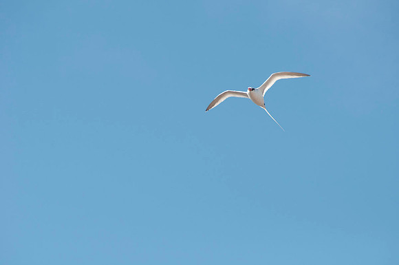 054 Galapagos - Genovese Island - Tropic Bird - Jan 17 2011 131