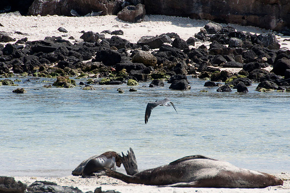 078 Galapagos - Genovese Island - Jan 17 2011 239