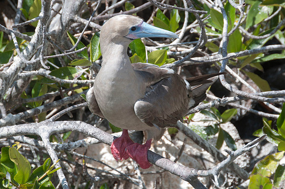 074 Galapagos - Genovese Island - Red-footed Booby - Jan 17 2011 203
