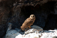 049 Galapagos - Genovese Island - Short-eared Owl - Jan 17 2011 115