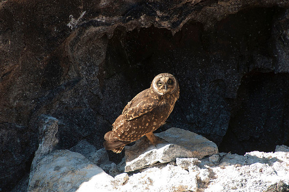 049 Galapagos - Genovese Island - Short-eared Owl - Jan 17 2011 115