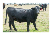 Hibiscus Hill Farm - March 3 2015 142