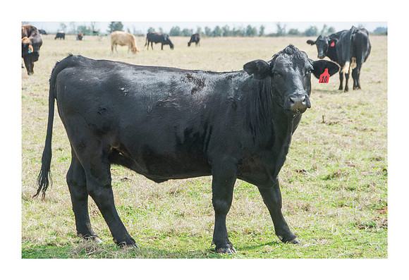 Hibiscus Hill Farm - March 3 2015 142
