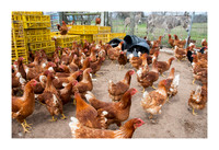 Hibiscus Hill Farm - March 3 2015 003
