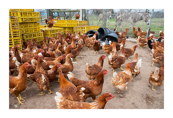 Hibiscus Hill Farm - March 3 2015 003
