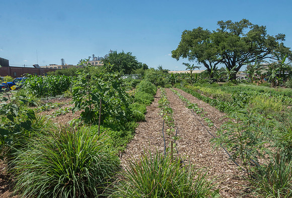 Finca Tres Robles - May 4 2016 032