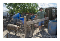 Harrison Hog Farm - July 21 2015 019