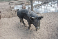 Harrison Hog Farm - July 21 2015 008