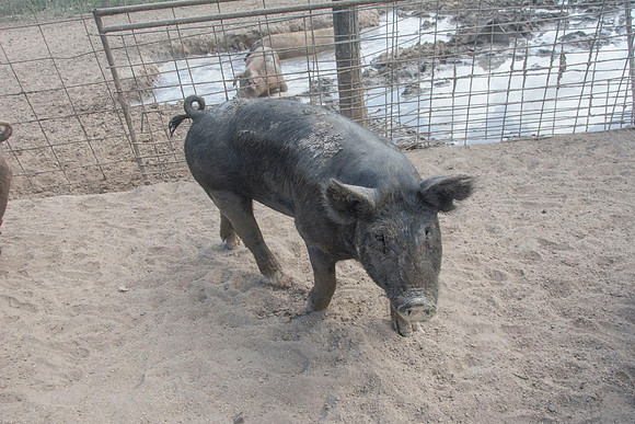 Harrison Hog Farm - July 21 2015 008