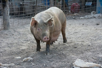 Harrison Hog Farm - July 21 2015 039