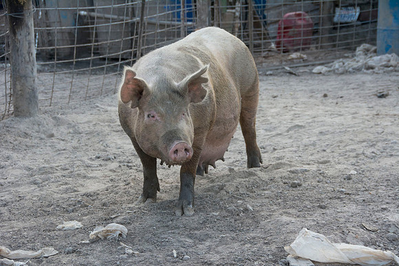 Harrison Hog Farm - July 21 2015 039