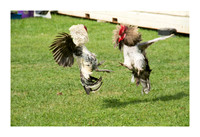 Renaissance Chicken Farm - Apr 7 2015 005a