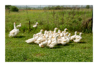 Renaissance Chicken Farm - Apr 7 2015 025a