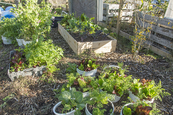 Last Organic Outpost - demo garden - Jan 30 2016 024