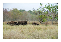 Katerra Bison Farm - Nov 16 2015 028