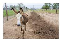 Katerra Bison Farm - Nov 16 2015 015