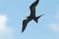 077 Galapagos - Genovese Island - Male Frigate Bird - Jan 17 2011 220