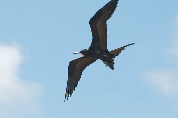 077 Galapagos - Genovese Island - Male Frigate Bird - Jan 17 2011 220