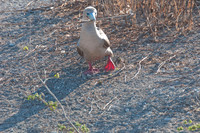 031 Galapagos - Genovese Island - Red-footed Booby - Jan 17 2011 39