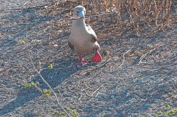 031 Galapagos - Genovese Island - Red-footed Booby - Jan 17 2011 39