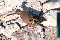 026 Galapagos - Genovese Island - Galapagos Dove - Jan 17 2011 15