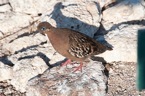 026 Galapagos - Genovese Island - Galapagos Dove - Jan 17 2011 15