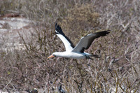 057 Galapagos - Genovese Island - Nasca Booby - Jan 17 2011 143