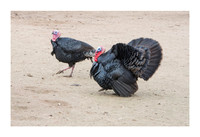 Hibiscus Hill Farm - March 3 2015 074