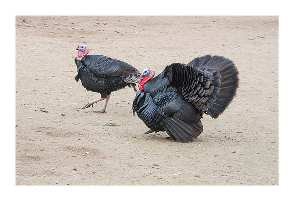 Hibiscus Hill Farm - March 3 2015 074