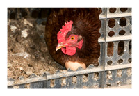 Hibiscus Hill Farm - March 3 2015 091