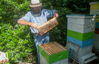 Mark Anderson - Beekeeper - June 4 2015 035