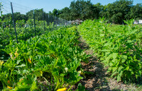 Plant It Forward - Guy - June 2 2015 011