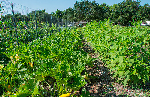 Plant It Forward - Guy - June 2 2015 011
