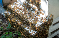 Mark Anderson - Beekeeper - June 4 2015 017