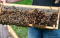 Shelley Rice - Beekeeper - May 23 2015 047