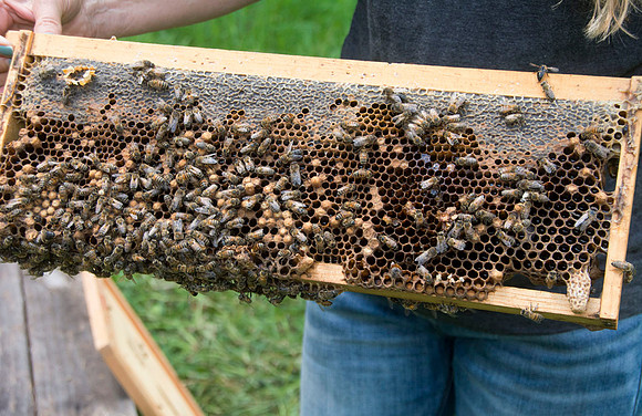 Shelley Rice - Beekeeper - May 23 2015 047