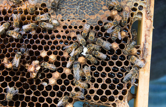 Shelley Rice - Beekeeper - May 23 2015 050