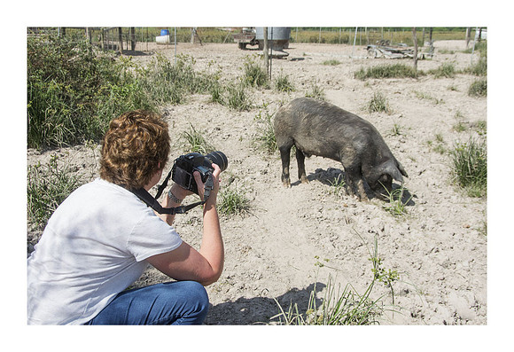Harrison Hog Farm - July 21 2015 046