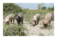Harrison Hog Farm - July 21 2015 047
